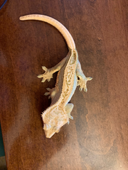 Correlophus ciliatus