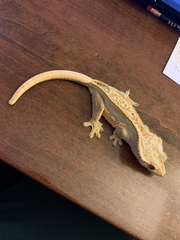 Correlophus ciliatus