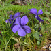 Viola adunca adunca - Photo (c) Mike Patterson,  זכויות יוצרים חלקיות (CC BY-NC), הועלה על ידי Mike Patterson