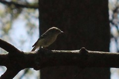Corthylio calendula calendula