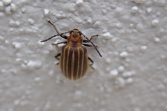 Neolochmaea dilatipennis