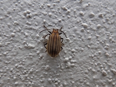 Neolochmaea dilatipennis