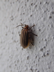 Neolochmaea dilatipennis