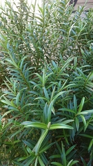 Veronica townsonii