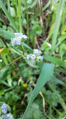 Image of Valerianella vesicaria by (c) Nachman bones, some rights reserved (CC BY)