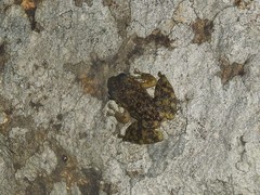 Amolops hongkongensis