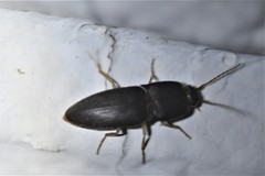 Heteroderes amplicollis