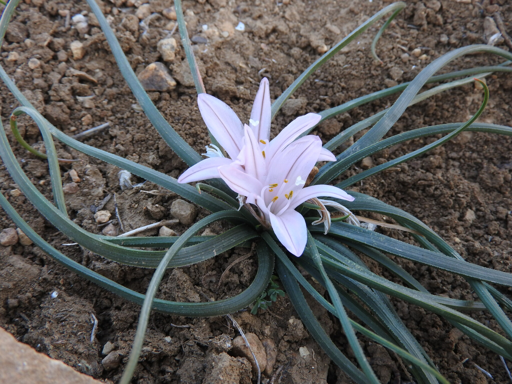 Asphodelus acaulis