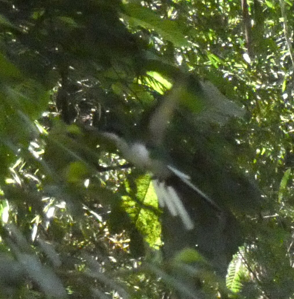 Black-eared Fairy (Heliothryx auritus), photo 1