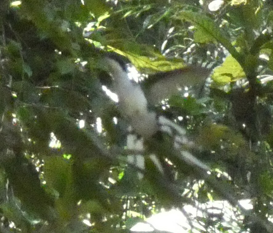 Black-eared Fairy (Heliothryx auritus), photo 2