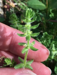 Cruciata pedemontana