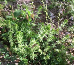 Cruciata pedemontana