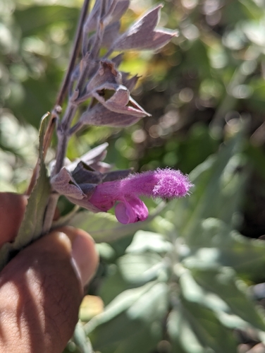 Image of Salvia moranii by (c) Abraham Sánchez Romero, some rights reserved (CC BY)