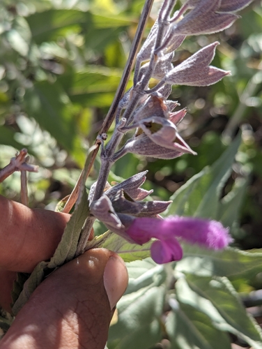 Image of Salvia moranii by (c) Abraham Sánchez Romero, some rights reserved (CC BY)