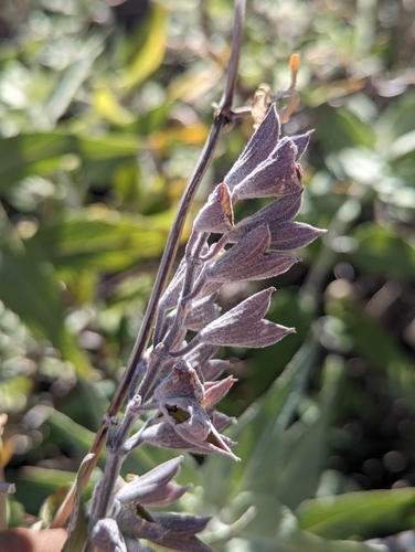 Image of Salvia moranii by (c) Abraham Sánchez Romero, some rights reserved (CC BY)