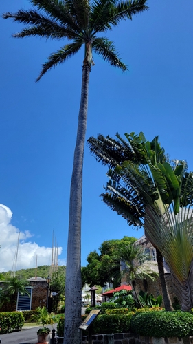 Foto de Palmeira-real