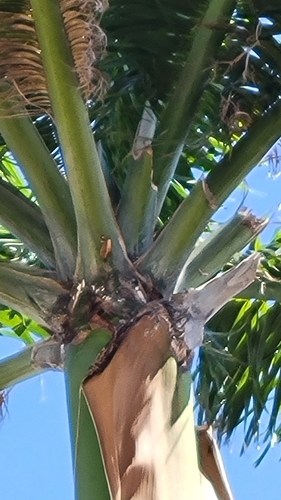 Foto de Palmeira-real