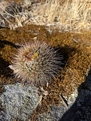 Image of Mammillaria petrophila by (c) Abraham Sánchez Romero, some rights reserved (CC BY)