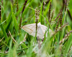 Petrophora chlorosata