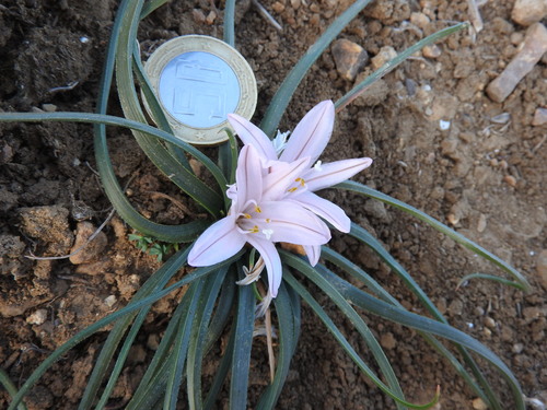 Asphodelus acaulis, photograph 3