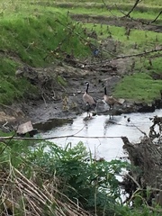 Branta canadensis