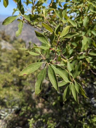 Garrya salicifolia (Garrya salicifolia)