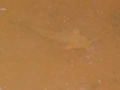 Clarias fuscus