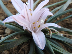 Asphodelus acaulis, photograph (c) Abdenour Kheloufi, some rights reserved (CC BY)