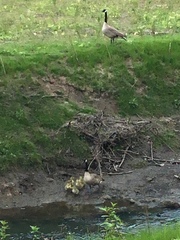 Branta canadensis