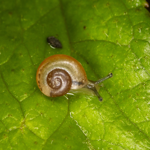 Bradybaena similaris observed 2024-03-01