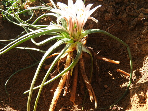 Asphodelus acaulis