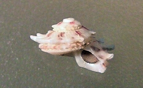Areneidae