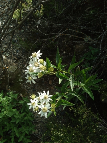 Verbesina boliviana, photograph 4