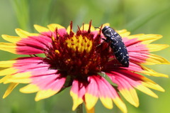 Acmaeodera ornatoides