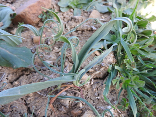 Allium multiflorum (Allium multiflorum)