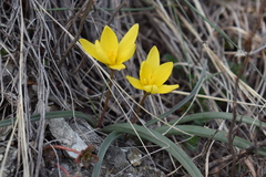 Tulipa uniflora