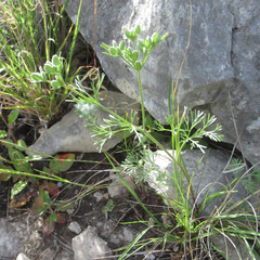 Ammoselinum popei