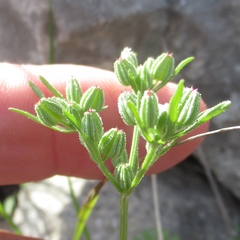 Ammoselinum popei