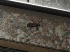 Oncocephalus pudicus