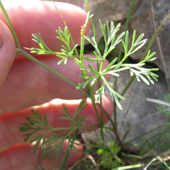 Ammoselinum popei