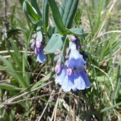 Mertensia lanceolata