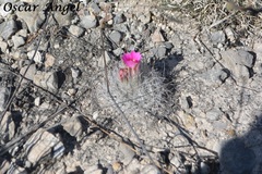 Rapicactus beguinii