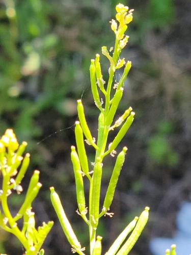 Image of Rorippa teres by (c) Jay Horn, some rights reserved (CC BY)