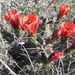 Few-spined Scarlet Hedgehog Cactus - Photo (c) Chuck Sexton, some rights reserved (CC BY-NC), uploaded by Chuck Sexton