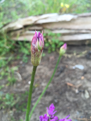 Allium dichlamydeum