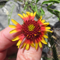 Gaillardia coahuilensis