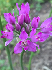 Allium dichlamydeum