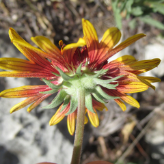 Gaillardia coahuilensis