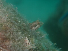 Speckled Blenny photo 5