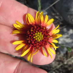 Gaillardia coahuilensis